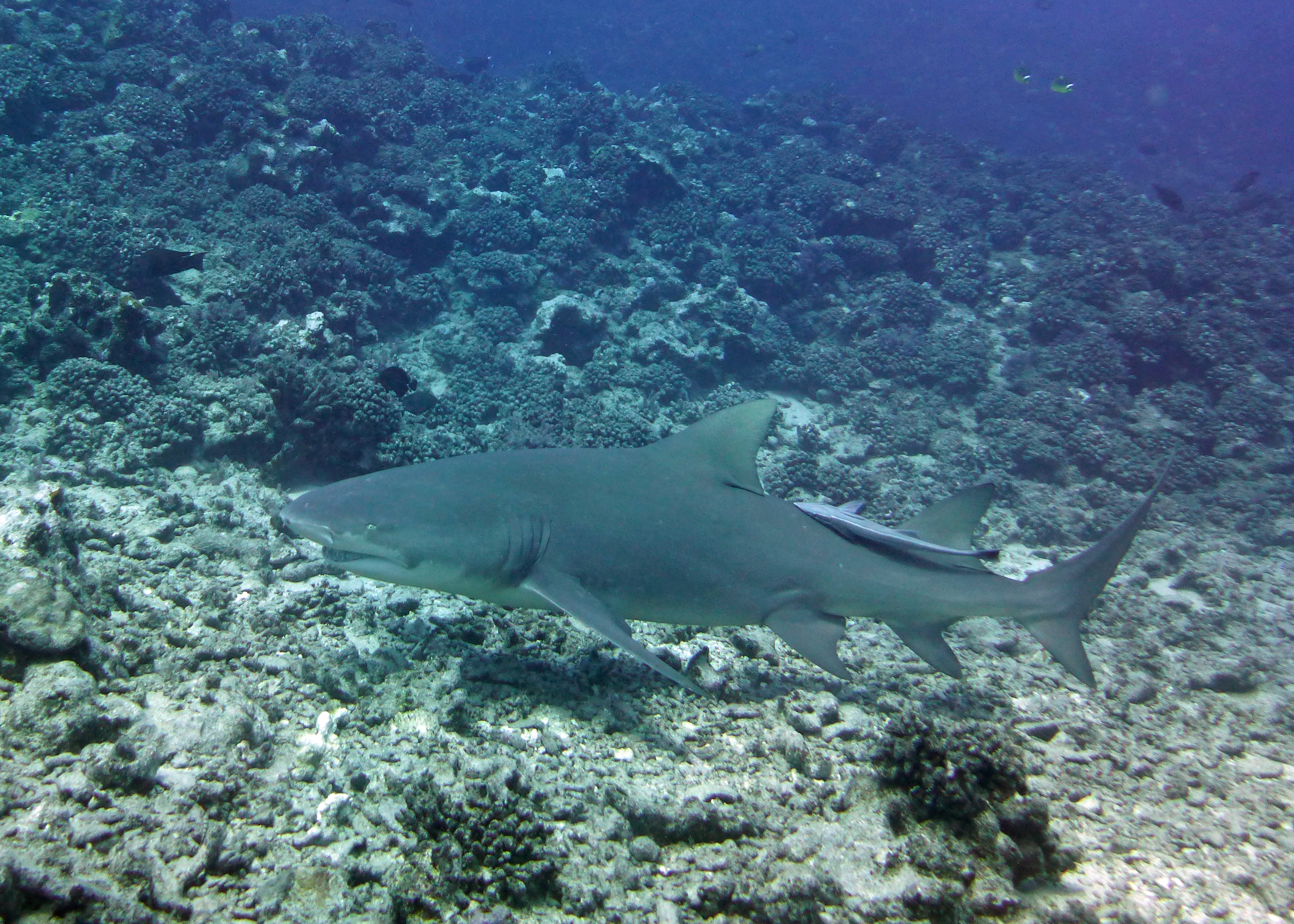 Tampax female lemon shark with remora, Mo'orea, French Polynesia 2024.